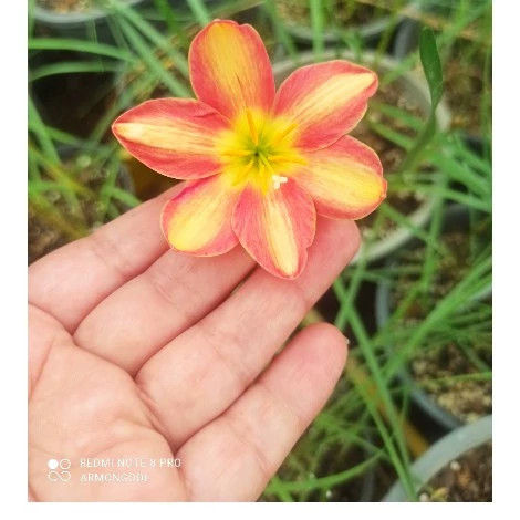 پیاز گل سوسن بارانی ساندی