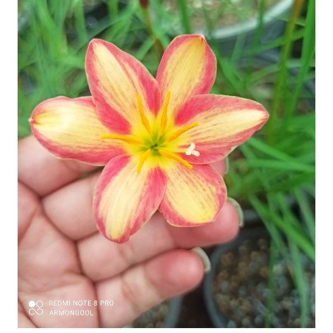 پیاز گل سوسن بارانی ساندی