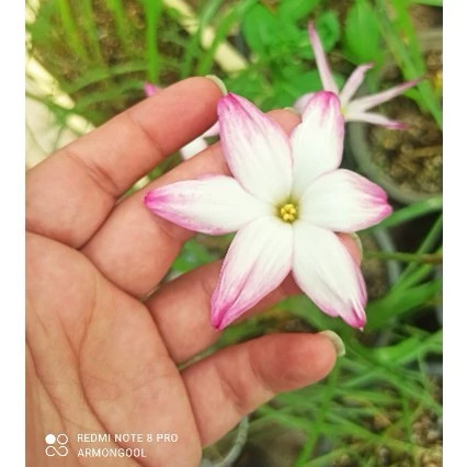 پیاز گل سوسن بارانی سامرچیل
