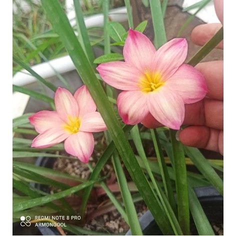 پیاز گل سوسن بارانی کد s3