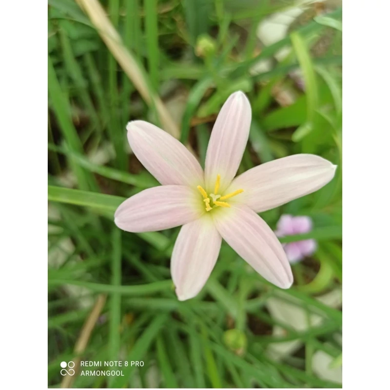 پیاز گل سوسن بارانی کد s24