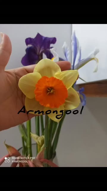پیاز نرگس سالومه یک عدد