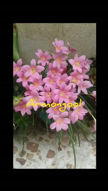 پیاز گل لیلیوم بارانی صورتی پک سه عددی