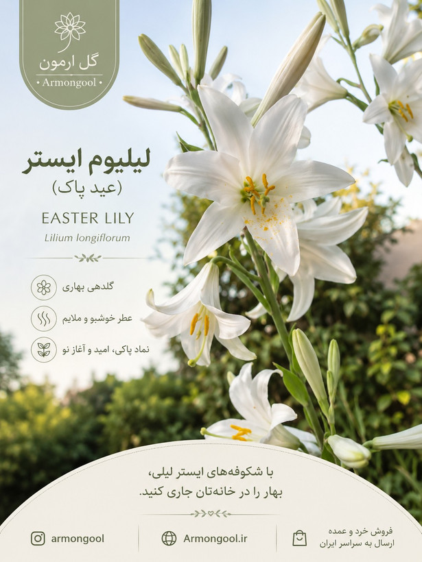 پیاز لیلیوم ایستر(لیلیوم لانگیفلوروم)