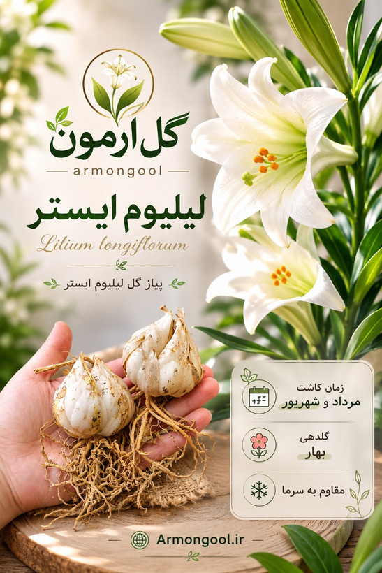 پیاز لیلیوم ایستر(لیلیوم لانگیفلوروم)