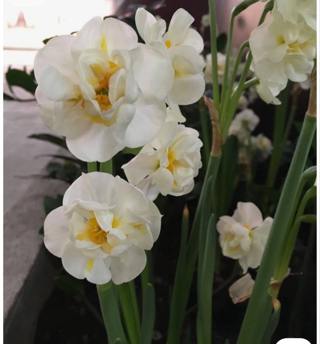 پیاز نرگس چرفولنس پک سه عددی