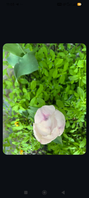 پیاز گل لاله سفید