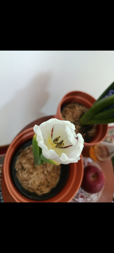 پیاز گل لاله سفید