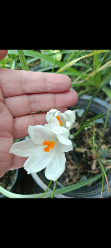 پیاز گل Crocusوارداتی رنگ مخلوط یک عدد