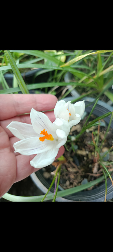 پیاز گل Crocusوارداتی رنگ مخلوط یک عدد