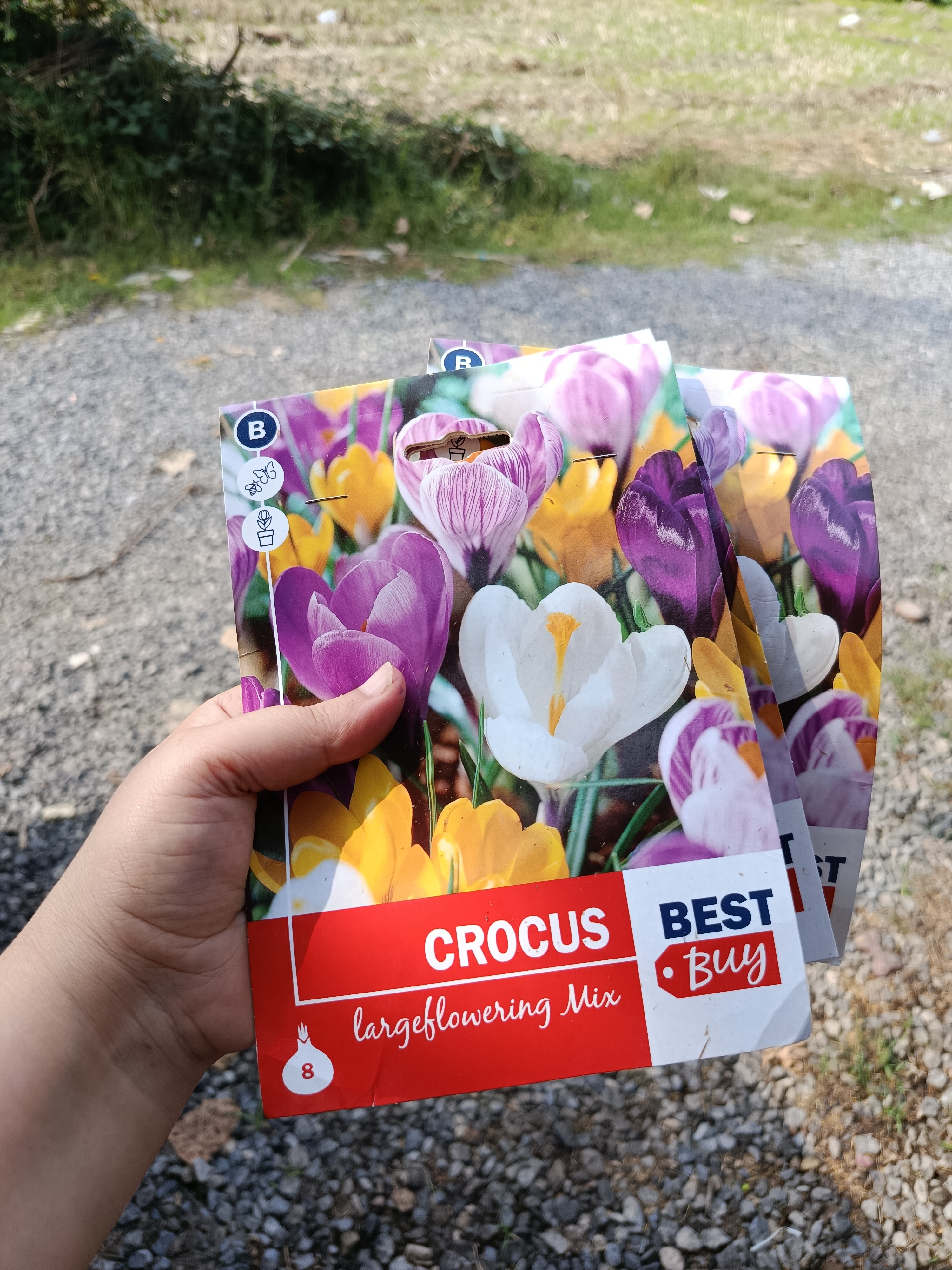 پیاز گل Crocusوارداتی رنگ مخلوط یک عدد