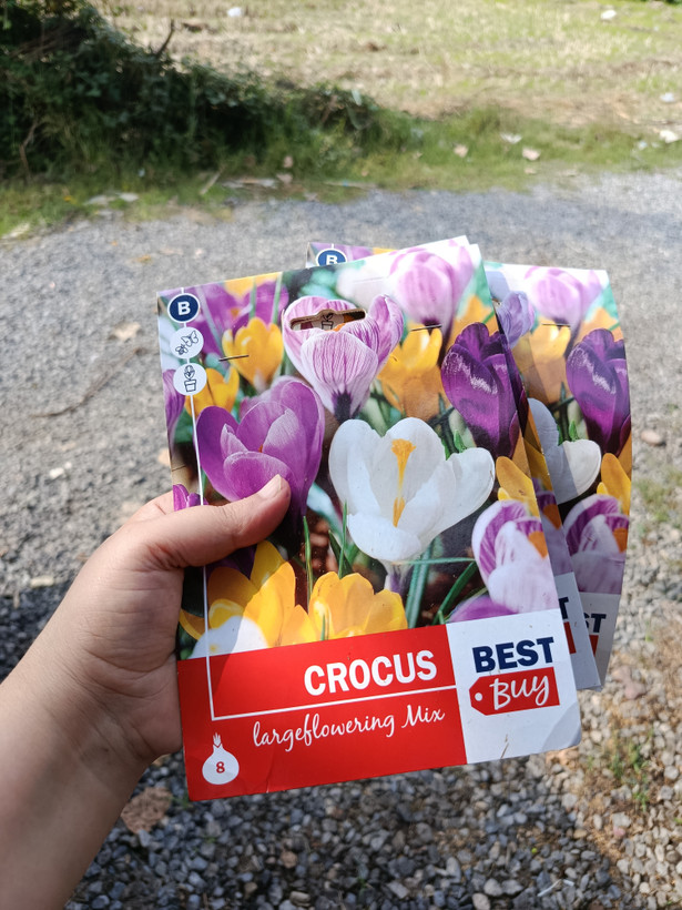 پیاز گل Crocusوارداتی رنگ مخلوط یک عدد