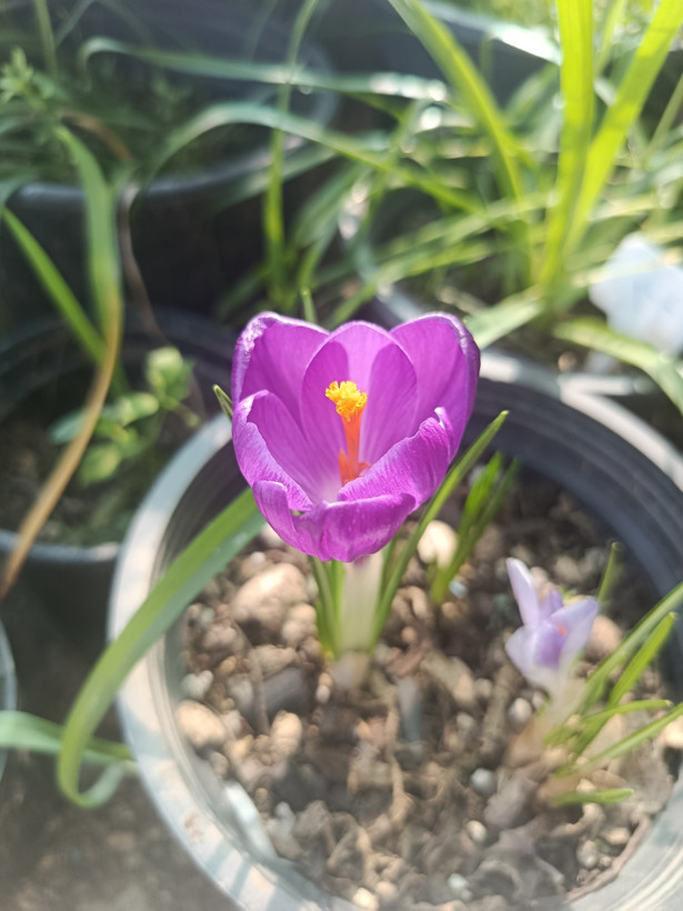 پیاز گل Crocusوارداتی رنگ مخلوط یک عدد