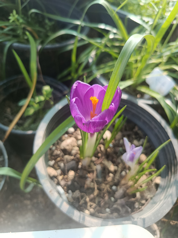 پیاز گل Crocusوارداتی رنگ مخلوط یک عدد